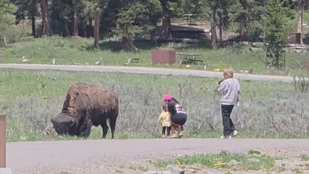 Tourists with toddlers approach far too close to bison @ Yellowstone National Park.
